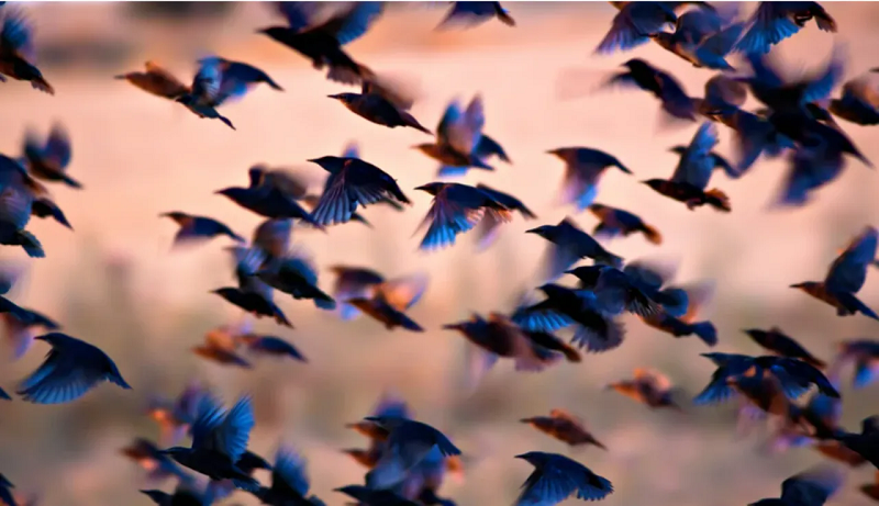 Mồ hôi không được tiết ra ở bất kỳ trạng thái nào. Cho dù chúng bay bao lâu thì cũng không bao giờ đổ mồ hôi.