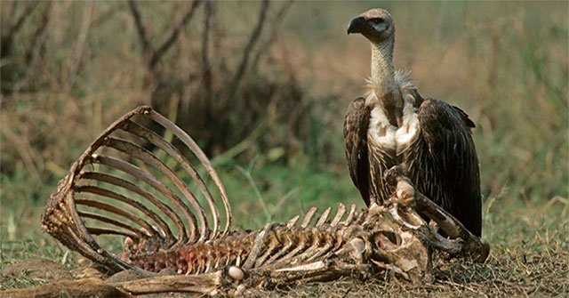 Dạ dày kền kền có khả năng loại bỏ rất nhiều mầm bệnh truyền nhiễm nguy hiểm trong đó có bênh than.