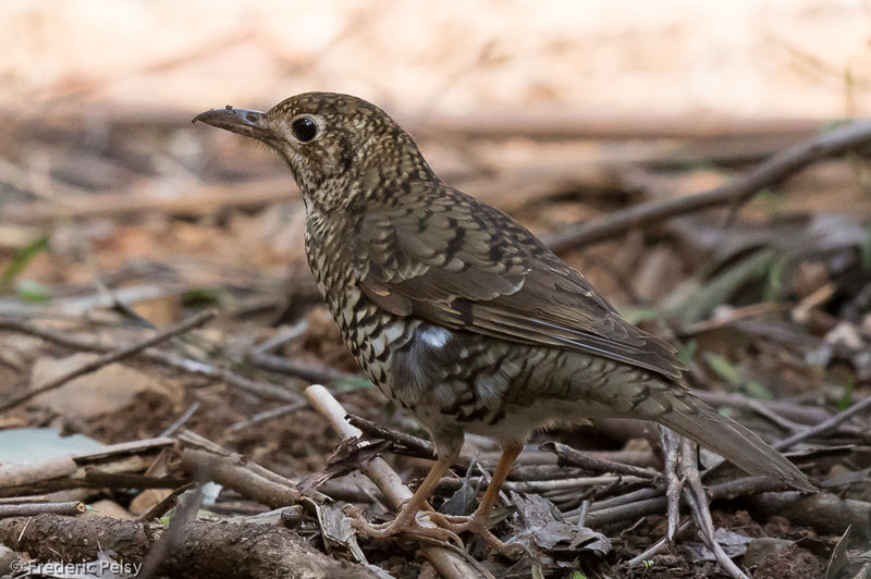 Loài chim này có cấu tạo thân thể độc đáo để phục vụ mục đích săn bắt. Ruột của chúng có hình dạng đặc biệt, cho phép chúng có thể liên tục “thả bom”.
