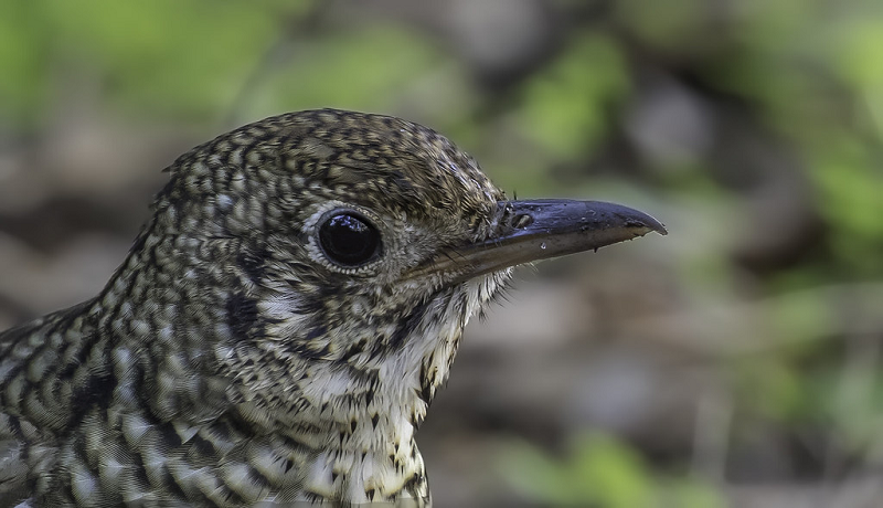 Loài chim này có thân dài khoảng 27-29 cm, trung bình dài khoảng 28 cm và nặng khoảng 100 gam.