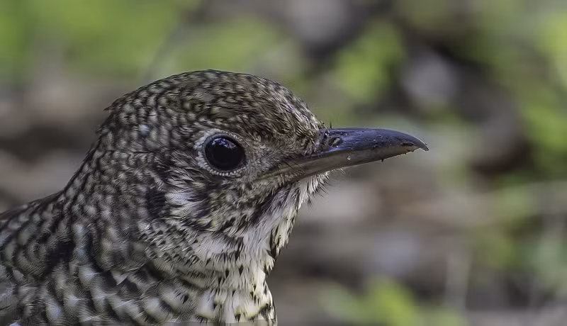Loài chim này có thân dài khoảng 27-29 cm, trung bình dài khoảng 28 cm và nặng khoảng 100 gam.