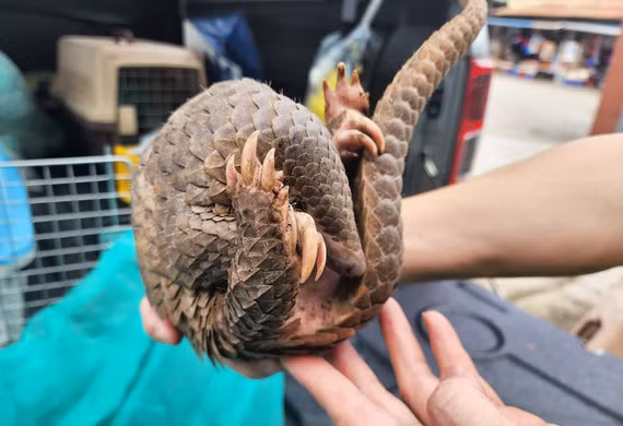 Tê tê Java là loài động vật có vú thuộc Bộ Tê tê, có vảy bao phủ thân mình chỉ chừa phần bụng và mặt trong tứ chi. Ở những phần đó có lông thưa. Chân chúng có móng dài và cong.