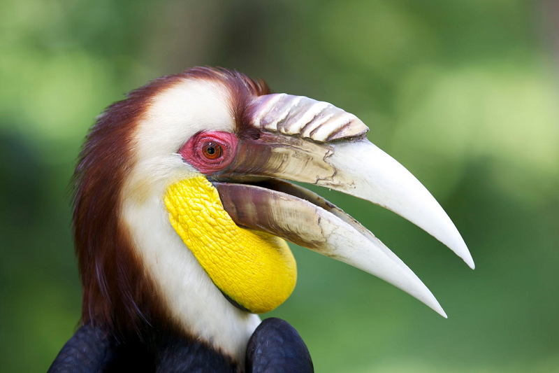 Niệc mỏ vằn có tên khoa học là Rhyticeros undulatus, là một loài chim thuộc họ Hồng hoàng. Trên thế giới, niệc mỏ vằn phân bố ở Mianma, Thái Lan, Malaysia, Indonesia, Ấn Độ và Bhutan.