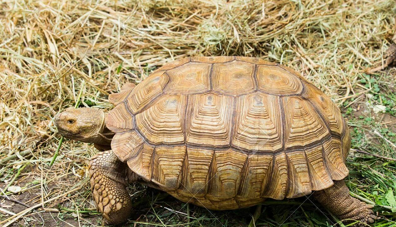 Rùa núi vàng là một loài rùa thuộc họ Rùa núi, phân bố ở Đông Nam Á và một phần Nam Á. Rùa núi vàng phân bố ở Nepal, Bangladesh, Ấn Độ (Jalpaiguri, East Bengal và Bihar), Myanma, Lào, Thái Lan, Campuchia, Việt Nam, tây Malaysia, nam Trung Quốc.