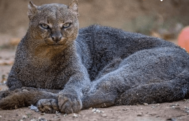 Khi cảnh báo tránh xa, chúng sẽ rít lên hoặc khạc nhổ. Con cái phát ra tiếng kêu yếu ớt để báo hiệu rằng nó đang trong thời kỳ động dục.