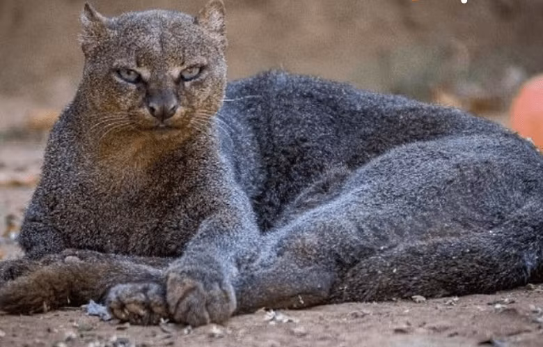 Khi cảnh báo tránh xa, chúng sẽ rít lên hoặc khạc nhổ. Con cái phát ra tiếng kêu yếu ớt để báo hiệu rằng nó đang trong thời kỳ động dục.