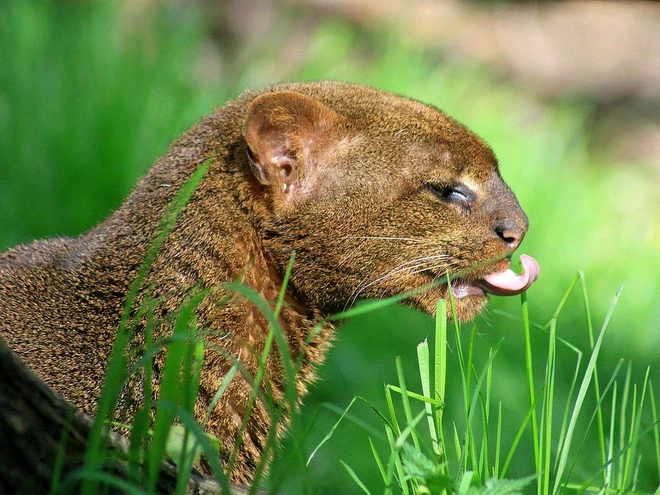 Mèo cây châu Mỹ có âm vực giọng lớn hơn các thành viên khác trong dòng họ cùng một phạm vi. Mèo mẹ thường gọi mèo con bằng một tiếng kêu ngắn và mèo con trả lời bằng một tiếng kêu ngắn lặp đi lặp lại.