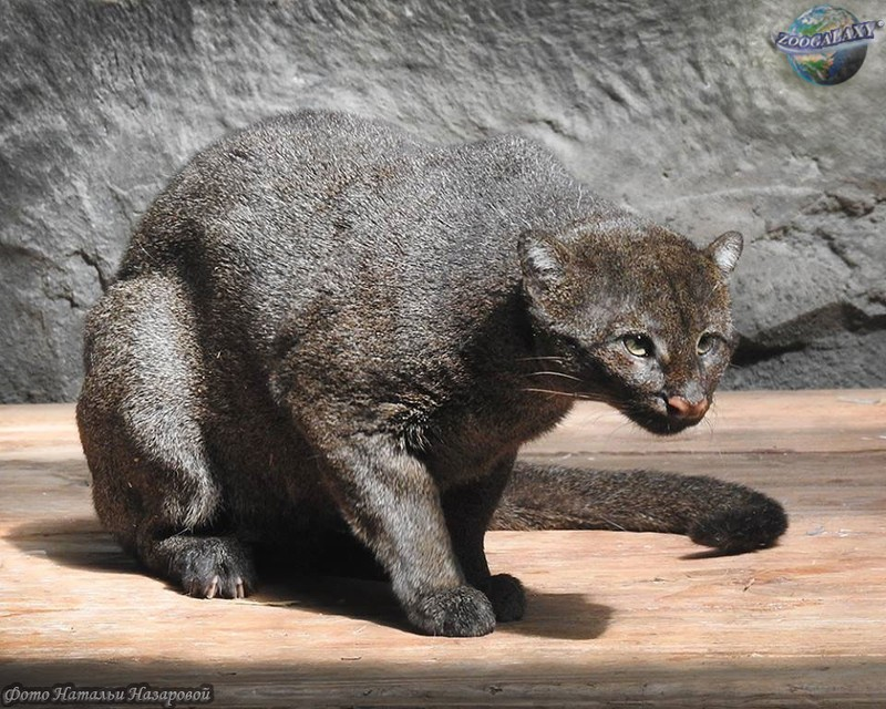 Mèo cây châu Phi cũng thuộc các loại mèo rừng quý hiếm, chúng thường ẩn nấp trên cây và lấy cây làm nhà. Chúng phát triển tốt các giác quan về thị giác, thính giác và khứu giác.