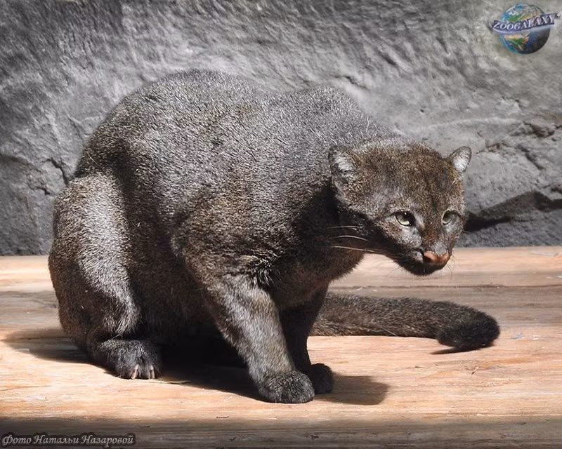 Mèo cây châu Phi cũng thuộc các loại mèo rừng quý hiếm, chúng thường ẩn nấp trên cây và lấy cây làm nhà. Chúng phát triển tốt các giác quan về thị giác, thính giác và khứu giác.