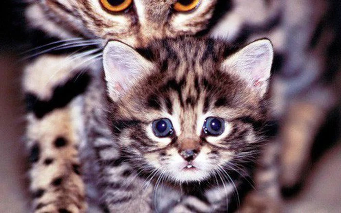 Loài mèo này chỉ sống ở châu Phi. Mèo chân đen là loài vật sống đơn độc và là động vật ăn đêm, chính vì vậy, chúng ta rất hiếm khi bắt gặp được chúng. Tập tính của loài mèo này hiện vẫn đang được nghiên cứu thêm.