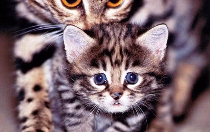 Loài mèo này chỉ sống ở châu Phi. Mèo chân đen là loài vật sống đơn độc và là động vật ăn đêm, chính vì vậy, chúng ta rất hiếm khi bắt gặp được chúng. Tập tính của loài mèo này hiện vẫn đang được nghiên cứu thêm.