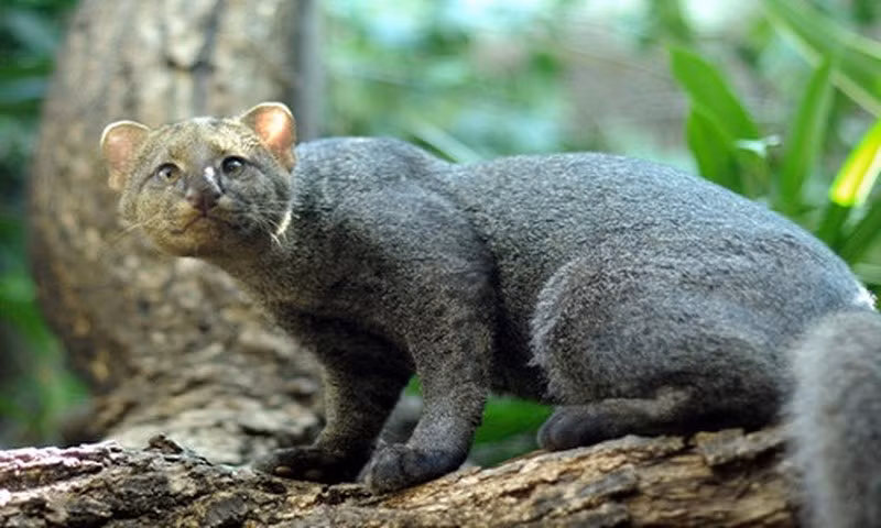 Giống mèo cây này lớn hơn một chút so với mèo nhà thuần hoàn. Chúng thường có 2 màu: màu đen xám đậm và màu hơi đỏ. Chúng là loài sống trên cạn nhưng chúng cũng leo núi và bơi lội rất giỏi.