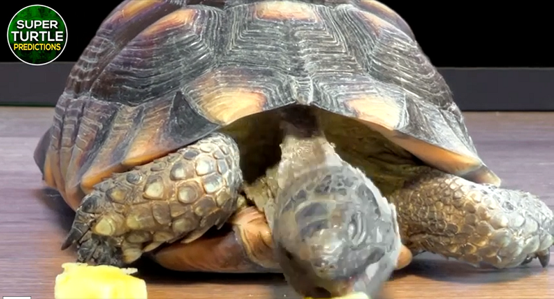 Thần rùa Super Turtle Predictions đang là "ngôi sao mạng xã hội" với nhiều dự đoán tỉ số chính xác trong các giải bóng đá ngoại hạng Anh, Pháp, cúp C1, hay Olympic Tokyo 2020, Copa America 2021.