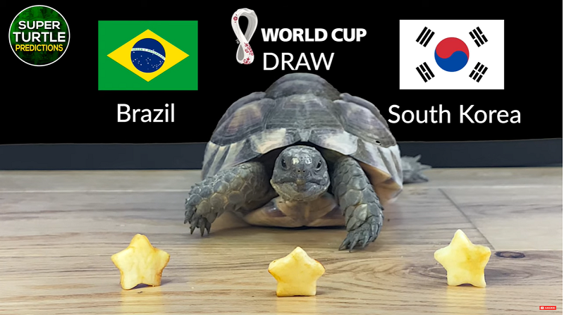 Trước trận đấu Brazil vs Hàn Quốc, nhà tiên tri động vật là thần rùa trổ tài dự đoán bóng đá với chiến thắng nghiêng về đội tuyển Brazil.