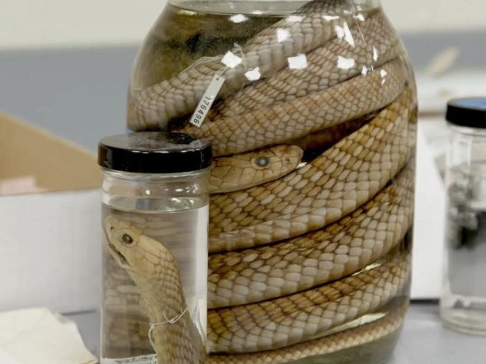 Bảo tàng Field nằm ngay ở phía nam của trung tâm thành phố ở Công viên Chicago trong một quần thể được biết đến là Museum Campus (Quần thể Bảo tàng). Bảo tàng này có một bộ sưu tập hơn 2 triệu đồ vật (không phải tất cả đều được đem trưng bày) có liên quan đến khảo cổ học, lịch sử và khoa học.