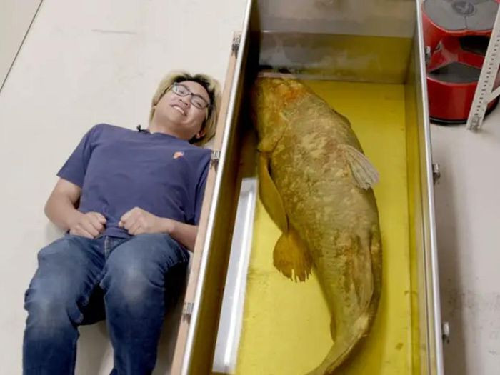 Cá vây tay có quan hệ gần gũi với con người hơn so với hầu hết các loài cá khác. Các nhà khoa học cho rằng nó đã tuyệt chủng cách đây 66 triệu năm, nhưng loài này được phát hiện còn sống rất nhiều vào năm 1938.