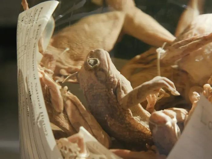 Hầu như chỉ có giới khoa học được phép tiếp cận bộ sưu tập kỳ dị bậc nhất nước Mỹ.