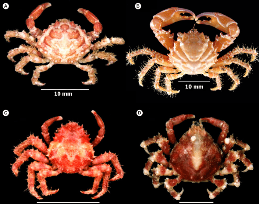 Nhóm cua lớn nhất là Brachyura (còn gọi là cua thật) bao gồm cua ăn được và cua xanh Đại Tây Dương. Chúng có tổ tiên cũng mang hình con cua. Một số loài đã tiến hóa “ngược” và duỗi thẳng bụng trở lại. Và một nhóm lớn khác gọi là Anomura (hay cua giả), với tổ tiên trông giống tôm hùm hơn.