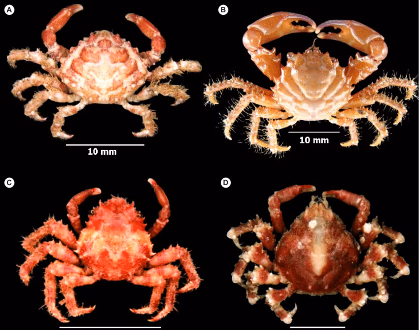 Nhóm cua lớn nhất là Brachyura (còn gọi là cua thật) bao gồm cua ăn được và cua xanh Đại Tây Dương. Chúng có tổ tiên cũng mang hình con cua. Một số loài đã tiến hóa “ngược” và duỗi thẳng bụng trở lại. Và một nhóm lớn khác gọi là Anomura (hay cua giả), với tổ tiên trông giống tôm hùm hơn.