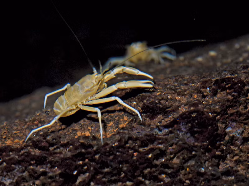 Ngược lại, cua có phần bụng bị nén lại , nằm gọn dưới phần ngực và mai dẹt nhưng rộng. Điều này cho phép chúng chui vào các khe đá để nhận được sự bảo vệ. Sự tiến hóa cho thấy dường như giải pháp này là khả thi hơn cả.