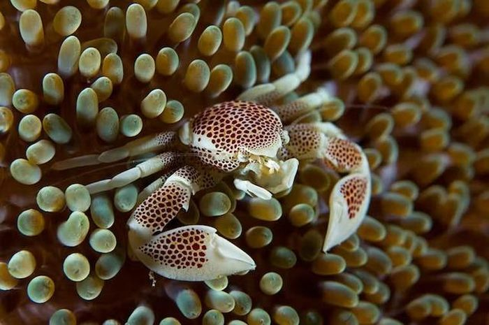 Giống như những con cua thực sự, cơ thể nhỏ gọn của chúng có khả năng phòng thủ cao hơn và có thể di chuyển theo chiều ngang nhanh hơn.