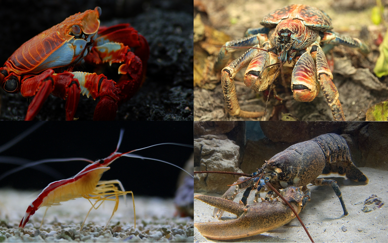 Giờ, hãy cùng làm quen với một khái niệm mới. "Cua" không phải là một nhóm sinh học thực sự. Chúng là một tập hợp các nhánh trong một cây decapod, đã tiến hóa để trở nên trông giống nhau.