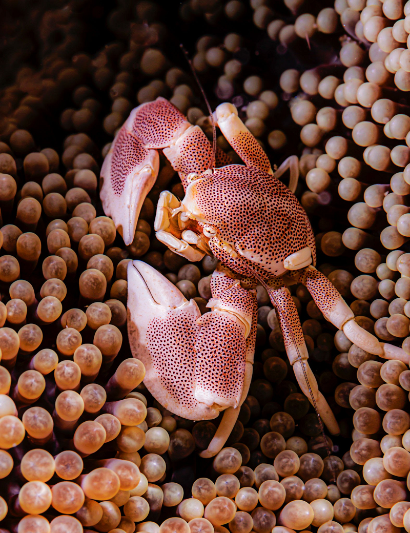 Một số loài decapod, chẳng hạn như tôm hùm và tôm, có phần bụng dày và đầy cơ bắp. Chỉ với một cú búng nhanh từ bụng, tôm hùm có thể lao ngược về phía sau và thoát khỏi những kẻ săn mồi.