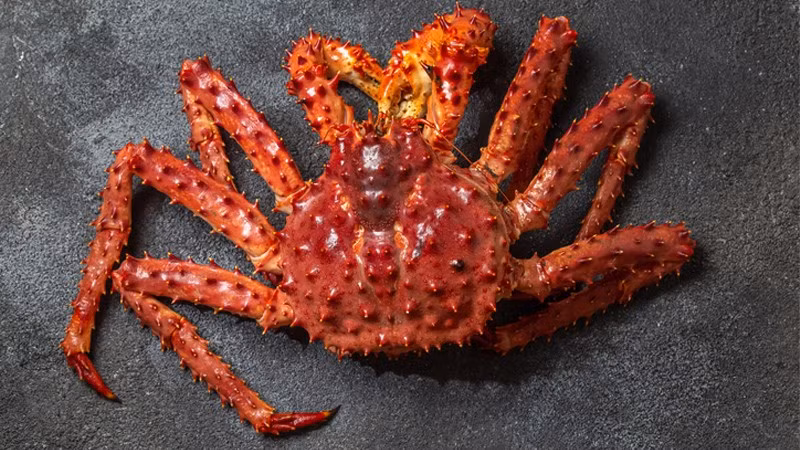 Hình dáng cơ thể cân đối với 2 càng, 6 chân, giá trị của cua hoàng đế tập trung ở chân cua, bởi vì chúng rất nhiều thịt. Thân cua được bao bọc bởi lớp vỏ cứng cáp, dày, có nhiều gai nhọn trên mai và cả chân cua.