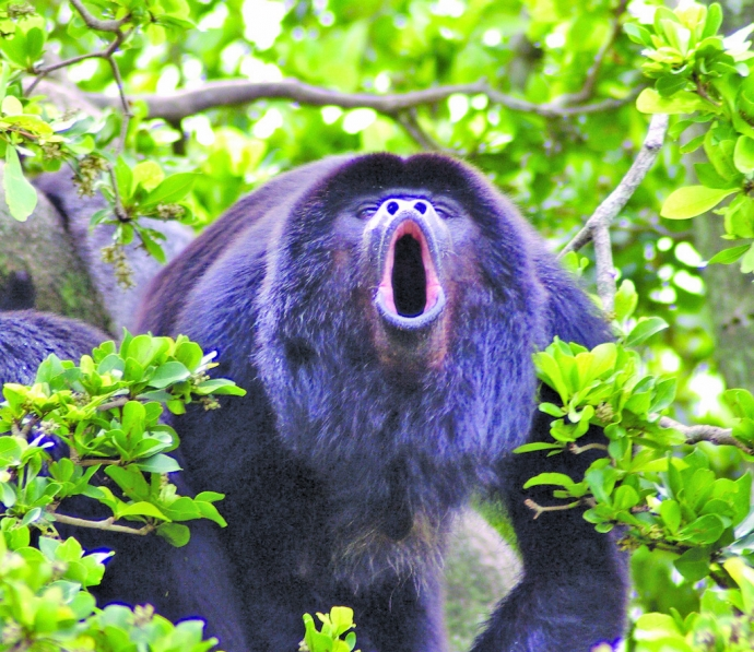 Chiếc xương phóng đại đó tạo thành một chiếc túi họng giúp cộng hưởng tiếng hét trước khi nó vỡ thoát ra ngoài khỏi vòm miệng con vật.