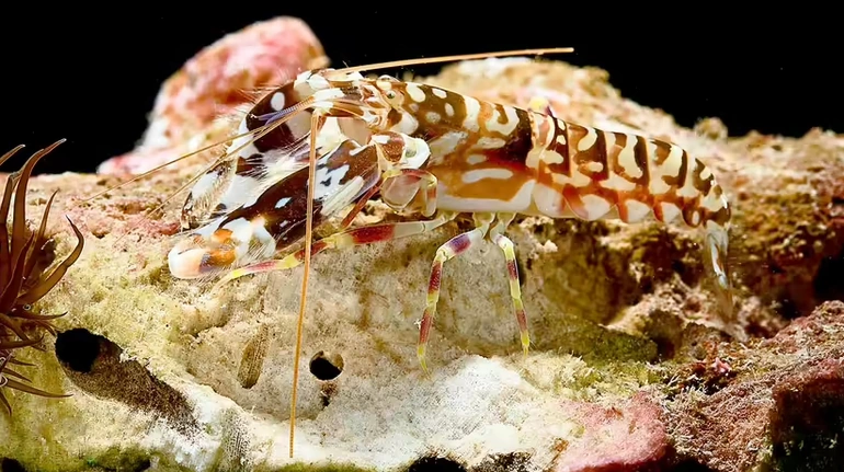 Thông thường, 120 decibel là giới hạn chịu đựng của con người, khi chúng ta bắt đầu cảm thấy đau trong tai. Nếu lên tới 160 decibel, màng nhĩ của con người có thể sẽ bị vỡ.