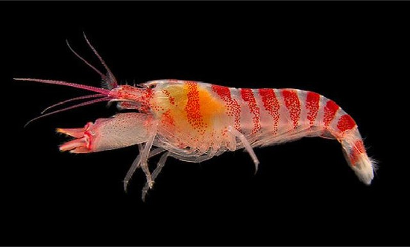 Khi bong bóng này phát nổ, nó tạo ra một sóng xung kích, lan truyền dưới nước, được đo ở mức hơn 200 decibel.