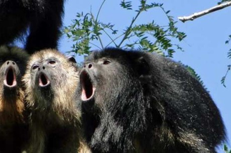 Nghiên cứu đã chỉ ra, khỉ hét "hét" bằng chiếc xương móng hình chữ U trong họng con vật. Chiếc xương này không thực sự móc với bất kỳ chiếc xương nào khác, vì vậy nó chỉ có vẻ treo ở đó.