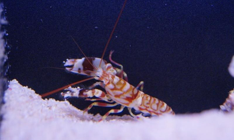  2. Tôm gõ mõ Pistol: Họ Tôm gõ mõ, hay còn gọi là tôm súng, tôm pháo... có đặc điểm nổi bật với cặp càng bất đối xứng. Chúng không trực tiếp tạo ra âm thanh bằng miệng, hay bằng cơ thể của chúng. Thay vào đó, nó sử dụng chiếc càng lớn để bắn ra những tia nước với lực cực mạnh, đến nỗi tạo ra các bong bóng khí.