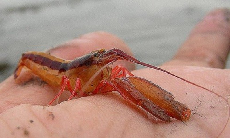 Với sức mạnh đó, sóng xung kích phát ra từ loài tôm này có thể giết chết những con tôm khác và cả con mồi ở bán kính 2 mét.