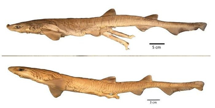 Chi cá mập mèo Galeus mà chúng thuộc về là một thành viên của họ Pentanchidae, thuộc bộ Cá mập mắt trắng, dòng dõi đa dạng nhất của Liên bộ Cá mập. Bản thân chi Galeus cũng là một trong những chi cá mập giàu loài nhất với gần 20 loài được khoa học công nhận.