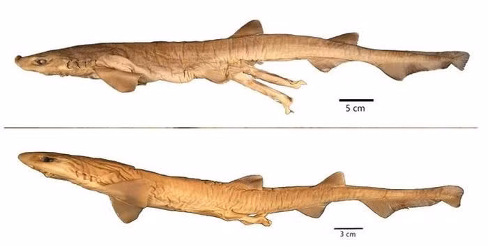 Chan dung loai ca map quai di chua tung thay tren the gioi-Hinh-2