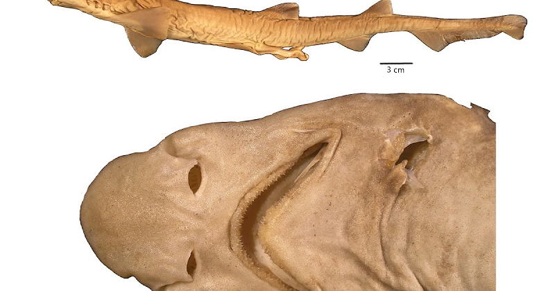 Loài cá mập quái dị chưa từng thấy trên thế giới này cũng mang hình dáng giống hầu hết các thành viên khác của chi với đầu khá dài và nhọn, miệng rộng, chuyên săn các loài động vật không xương sống nhỏ. Điểm khác biệt đáng chú ý nhất của chúng là sự thiếu vắng của các đốm màu.