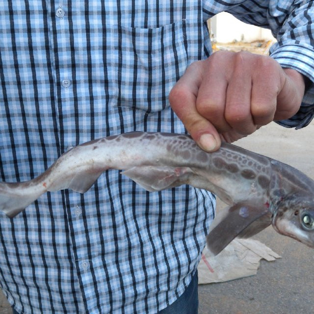 Trong thời đại môi trường biến đổi nhanh chóng, các chuyên gia đang rất cố gắng tìm cách thấu hiểu các sự phát triển bất thường như vậy, nhằm đưa ra giải pháp bảo vệ đại dương trước khi có nhiều trường hợp tương tự xảy ra.