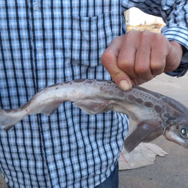 Chan dung loai ca map quai di chua tung thay tren the gioi-Hinh-12