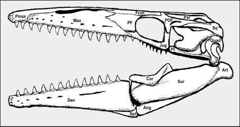 Loài mới đã được nghiên cứu và phân tích bởi nhóm khoa học gia dẫn đầu bởi hai học giả David Ebert và Jessica Jang từ Trung tâm Nghiên cứu Cá mập Thái Bình Dương (trụ sở tại Mỹ). Chi này có phạm vi rộng, chủ yếu xuất hiện ở các thềm lục địa và dọc theo sườn các đảo ở độ sâu khoảng 100 đến 2.000 m.