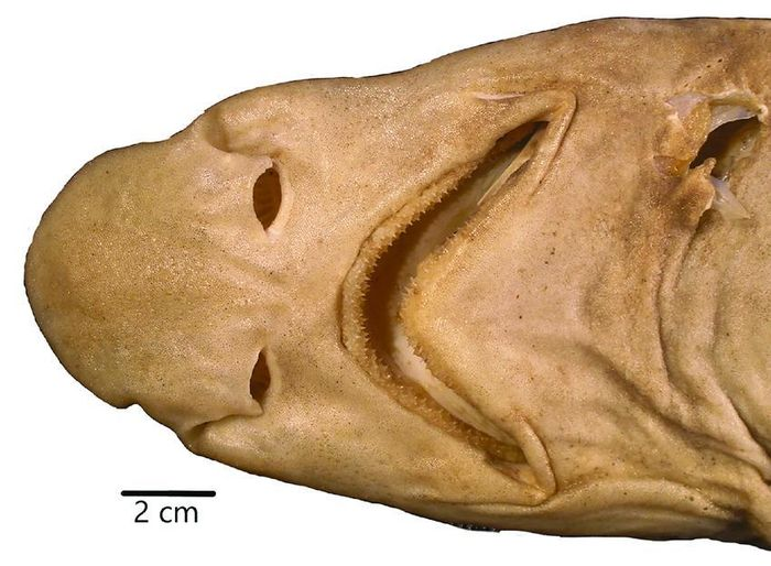 Loài mới được đặt tên là Galeus Friedrichi, có họ hàng với hai loài từng được tìm thấy ở Philippines là Galeus sauteri và Galeus schultzi.