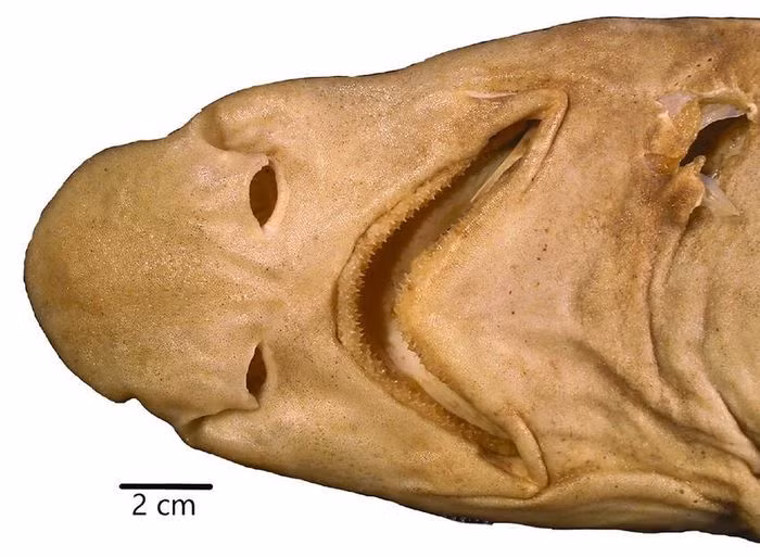 Chan dung loai ca map quai di chua tung thay tren the gioi