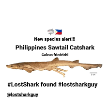 Cá mập thuộc chi này thường vô hại, khá nhỏ và mảnh khảnh với thân hình săn chắc, lớp da dày, thô ráp, nhiều loài có hoa văn mà cụ thể là loài này, có lớp da trông giống như bộ lông của những con mèo có đốm hay mèo tam thể - nhưng các đốm chỉ có một màu.