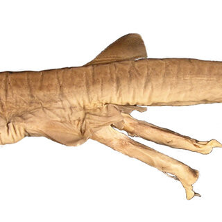 Galeus Friedrichi, còn được gọi là cá mập đuôi cưa Philippines, từng được biết đến qua một số mẫu vật điển hình được đánh bắt ngoài khơi Sikayab-Bukana - Philippines ở độ sâu 550 m, tuy nhiên đến nay giới khoa học mới xác nhận được sinh vật quái dị này là một loài hoàn toàn mới.