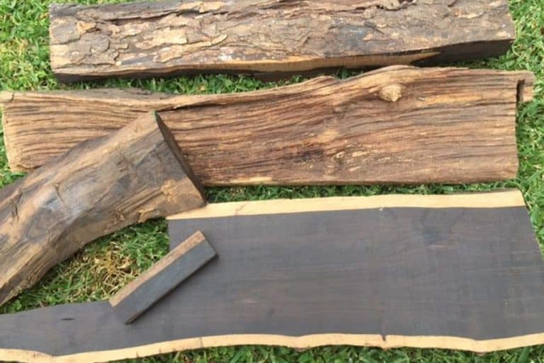 Nó được sử dụng bởi các pharaoh và các gia đình giàu có. Trên thực tế, hai trong số những đồ tạo tác lâu đời nhất được tìm thấy trong lăng mộ của Vua Menes tại Abydos được làm từ loại gỗ đặc biệt này.