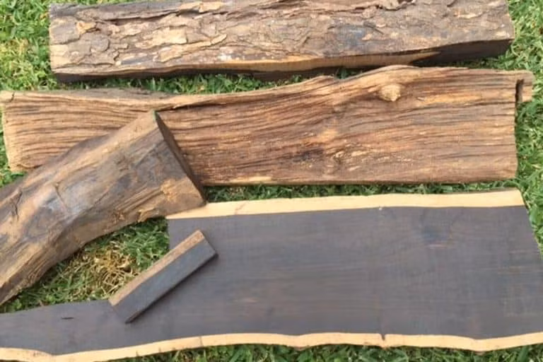 Nó được sử dụng bởi các pharaoh và các gia đình giàu có. Trên thực tế, hai trong số những đồ tạo tác lâu đời nhất được tìm thấy trong lăng mộ của Vua Menes tại Abydos được làm từ loại gỗ đặc biệt này.