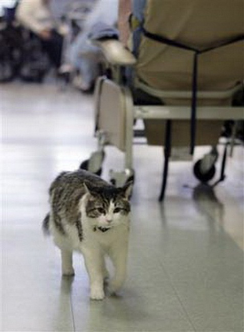 Hình ảnh từ camera do nhóm nghiên cứu ghi lại cho thấy, sau khi thức giấc, Oscar mở một mắt nhìn ra xung quanh. Lát sau, nó mở cả hai mắt rồi nhảy xuống sàn nhà, đi ra hành lang. Tại đó, các điều dưỡng đã đặt sẵn cho nó một bát sữa.