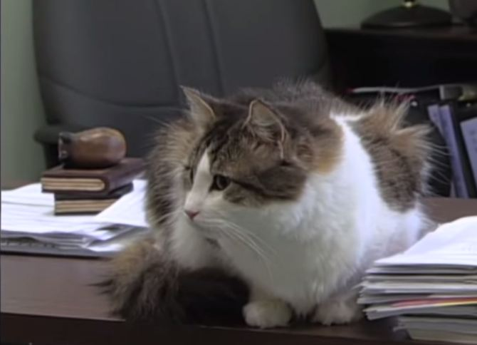 Theo bác sĩ David Dosa, đến nay câu hỏi về khả năng kỳ lạ của mèo Oscar vẫn chưa có lời giải đáp. Nhóm nghiên cứu chỉ có thể suy luận rằng mèo Oscar “đánh hơi” được mùi tử khí trên thân thể của bệnh nhân sắp lìa đời.