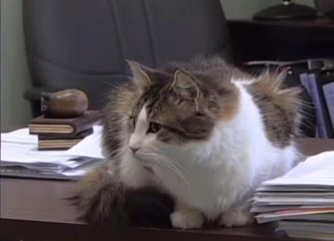 Theo bác sĩ David Dosa, đến nay câu hỏi về khả năng kỳ lạ của mèo Oscar vẫn chưa có lời giải đáp. Nhóm nghiên cứu chỉ có thể suy luận rằng mèo Oscar “đánh hơi” được mùi tử khí trên thân thể của bệnh nhân sắp lìa đời.