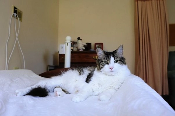 Bác sĩ lão khoa David Dosa nói: “Theo quy luật sinh học, một người ở giai đoạn cận tử thì các mao mạch nằm dưới da không còn nhận được máu do tim bơm đến, dẫn đến lớp tế bào thượng bì trên bề mặt da cũng ngừng hoạt động, và Oscar có thể “ngửi” thấy phản ứng hóa học được phóng thích bởi những tế bào chết trên da bệnh nhân, hoặc nó cảm nhận được sự giảm chuyển động của các mô trong cơ thể bệnh nhân, đặc biệt là tim và phổi”.